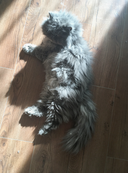 Довольный кот греется на солнышке