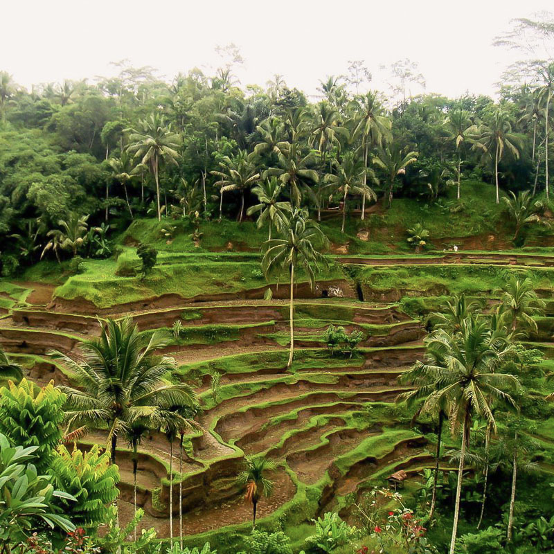Фото из моих путешествий. Рисовые террасы Бали