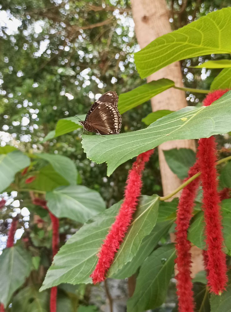 Яркая бабочка на тропических растениях