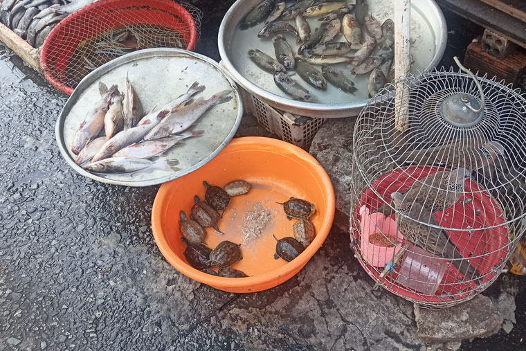 Черепашки и голуби для вьетнамских блюд на рынке