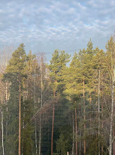 Вид с балкона на лес