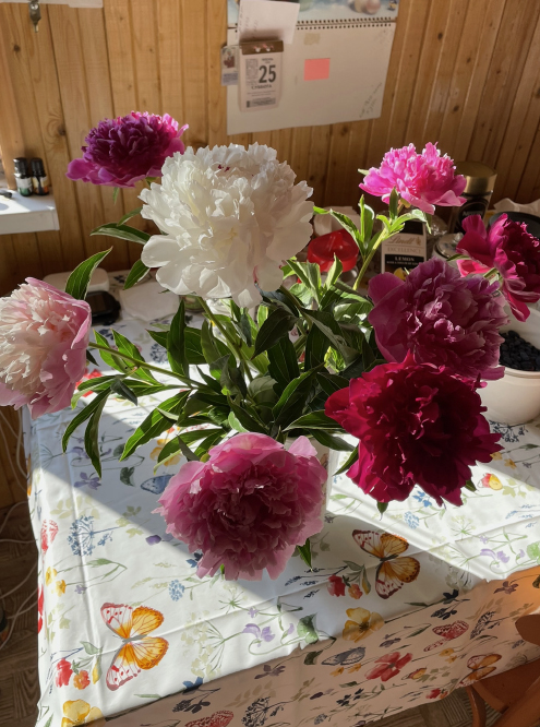 Мои любимые цветы — пионы. Дедушка иногда срезает их для меня и ставит в вазу