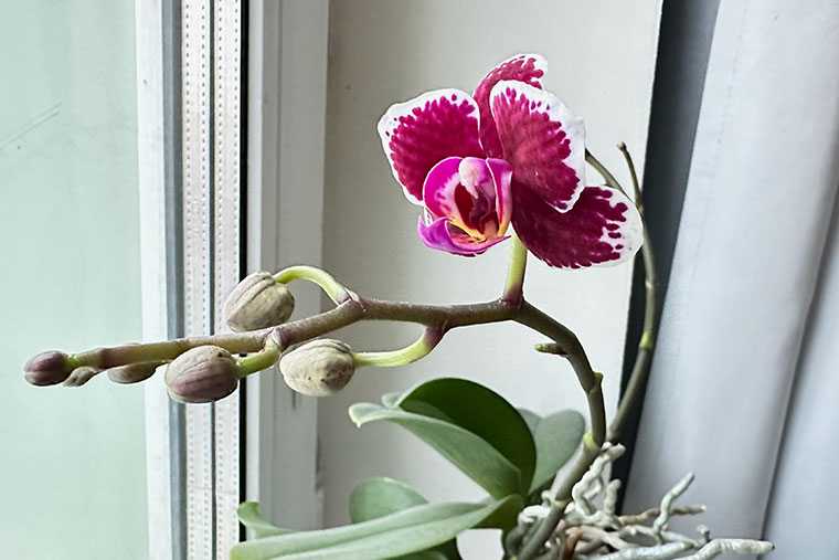 Расцвела одна из моих орхидей