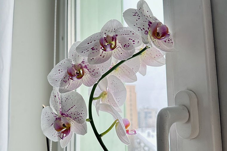 Еще одна орхидея