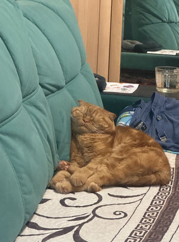 Рыжий самодостаточный, любит спать в лотке, да и в целом очень любит спать