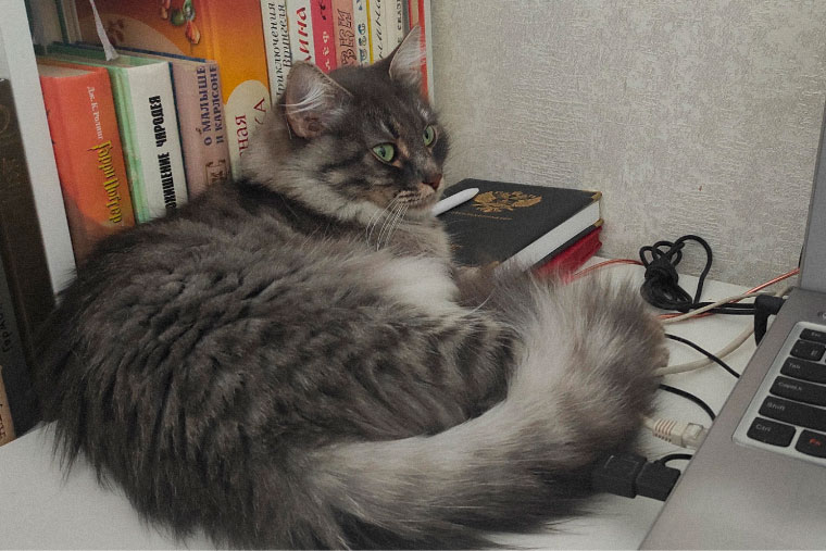 Кошка помогает писать дневник трат