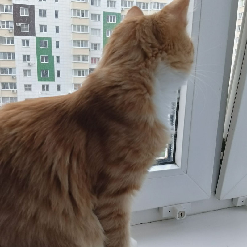 Рыжик любит смотреть в окно