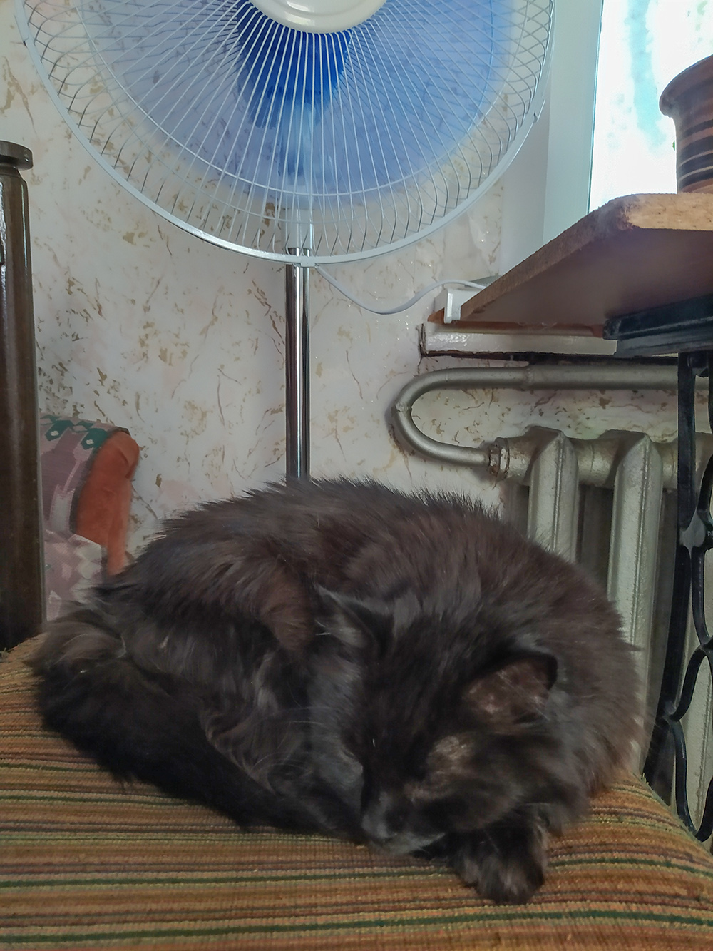 Жара. Кошка спит под вентилятором