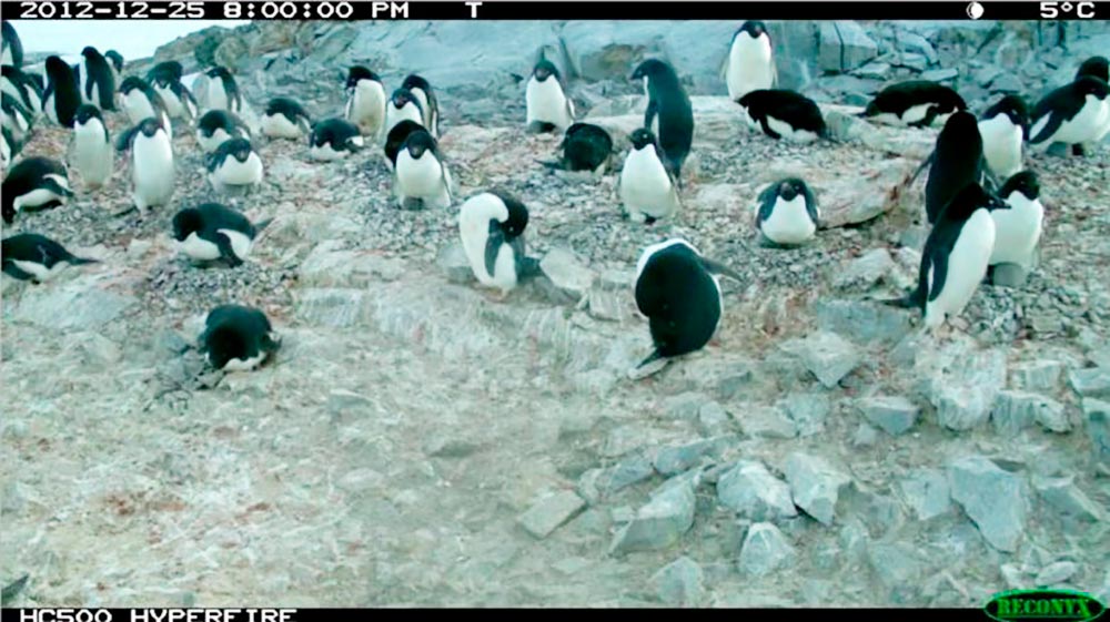 Так выглядят фотографии, на которых ученые пытаются считать пингвинов. Это важная экологическая задача