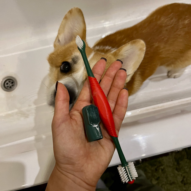 Стараюсь чистить собаке зубы каждое утро, но иногда получается через день
