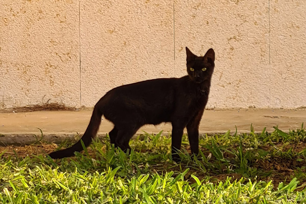 Это один из котов, которых мы кормим. Зовем его Наглый Черный кот
