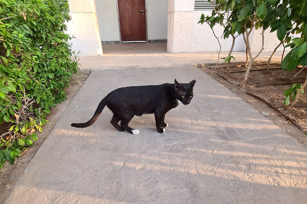 А это Большой Черный кот