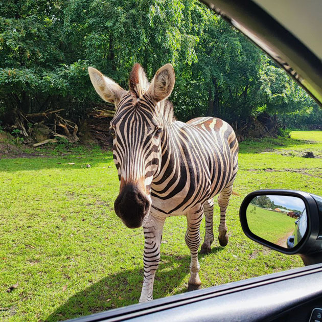 В одной из поездок по Германии встретили зебру