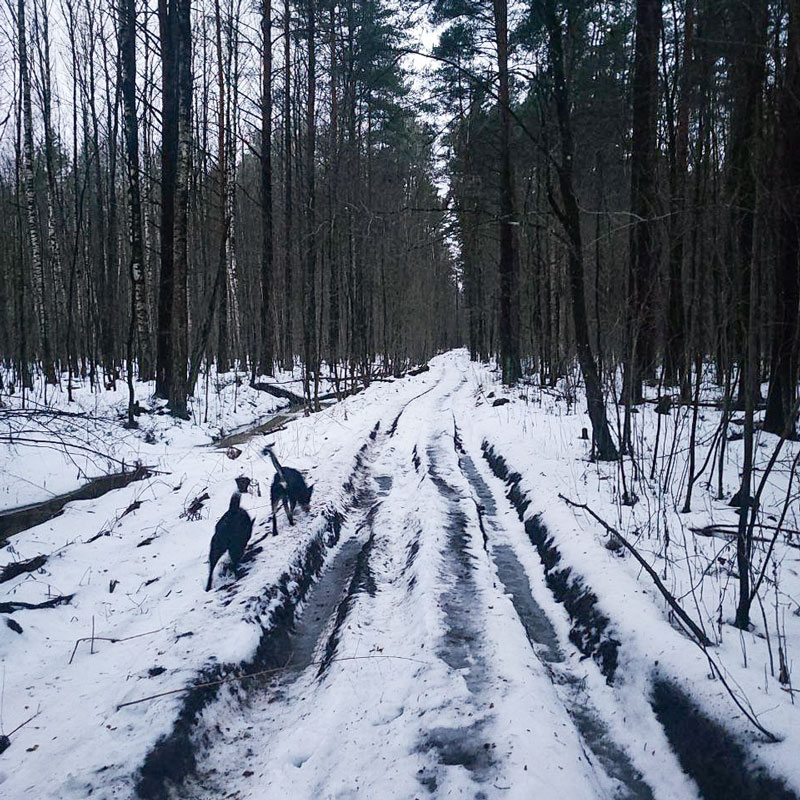 Гуляем с собаками в лесу