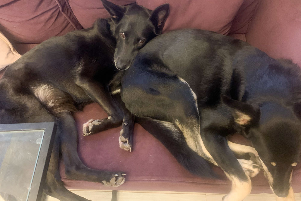 На этом диване люблю полежать не только я, но и собаки