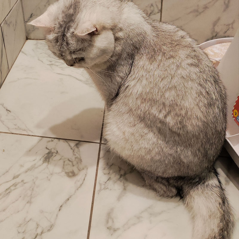 Умный кошачий туалет с крышкой