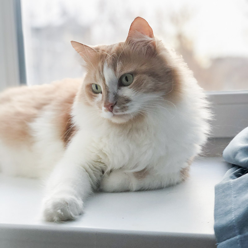 Наш любимый котик сибирской породы весом 7 кг