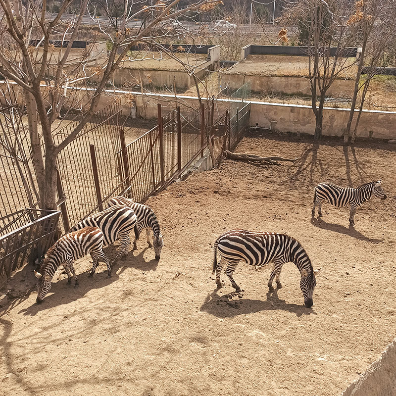 Вообще, зоопарк в Тбилиси не очень большой, а его состояние поначалу вызывает грусть: грязно и в вольерах, и снаружи, все заброшено, уныло. Но животные ухоженные и грустными не выглядят
