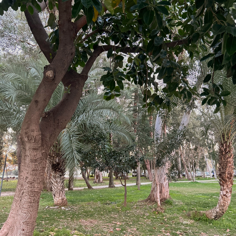 Парк в турецком уездном городе