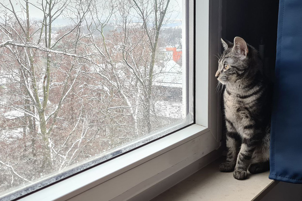 Кот второй раз в жизни видит снег