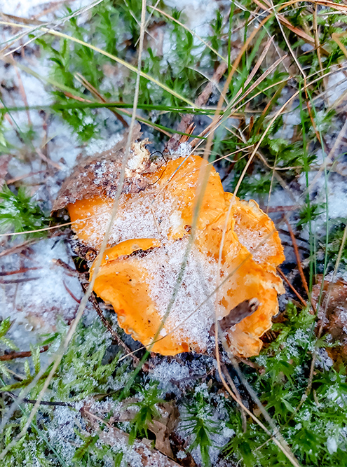 Замороженные лисички в лесу