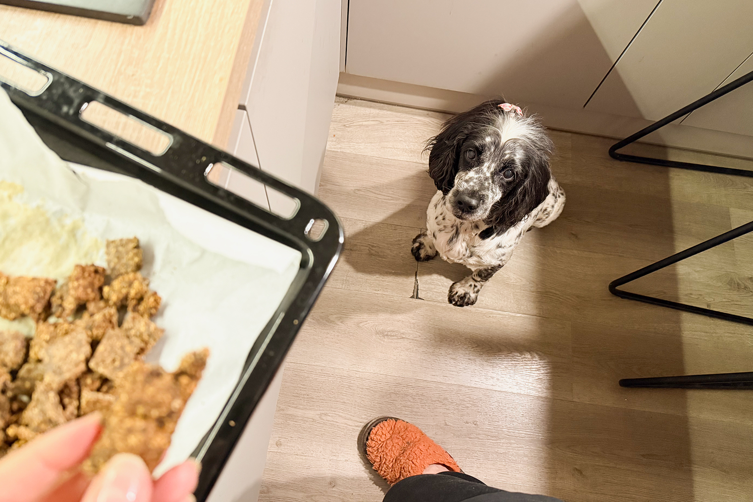 Булочка сходит с ума от легкого и практически его не жует, а печенье обожает и хрустит им с удовольствием