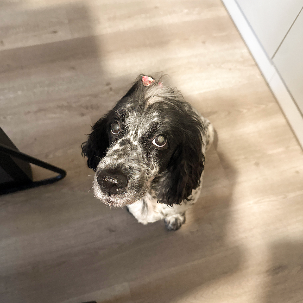 Булочка рада нас снова видеть