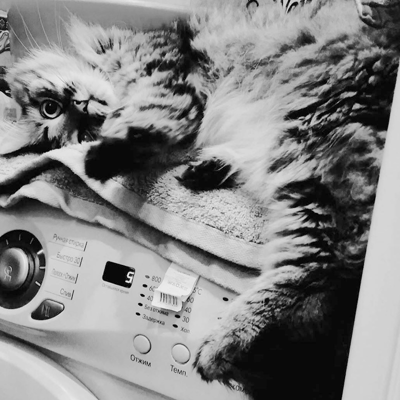 Кот всегда лежит на стиралке, пока я моюсь, и наблюдает за процессом