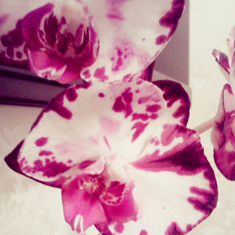 Из цветов у меня остались только орхидеи. От остальных пришлось избавиться, потому что их съедает кот