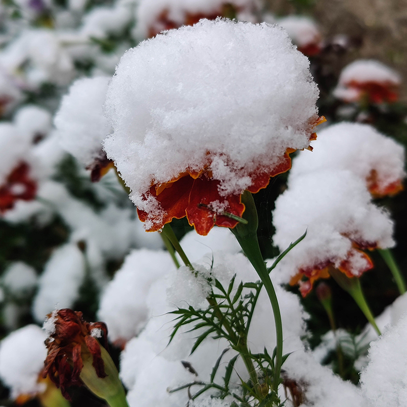 Цветы под снегом