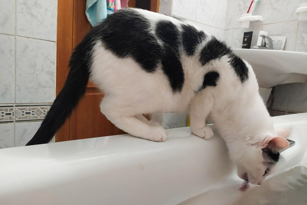 Кот решил попить воды с сосновым экстрактом