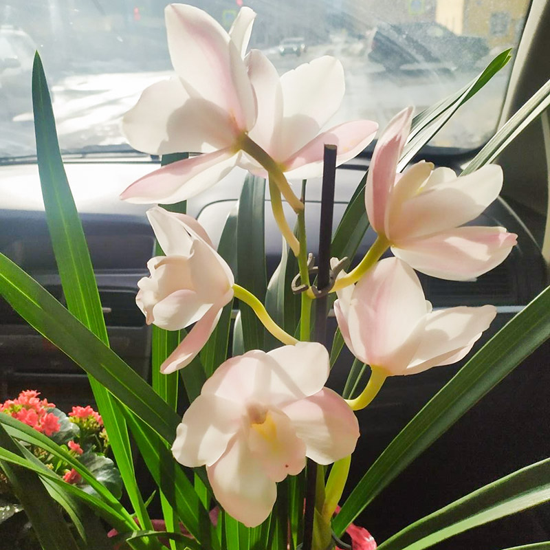 Беру с собой орхидею цимбидиум для мамы и каланхоэ для ее свекрови