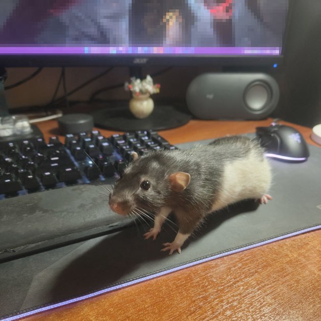 Когда работаю из дома, крыс помогает мне, бегая по моему рабочему столу