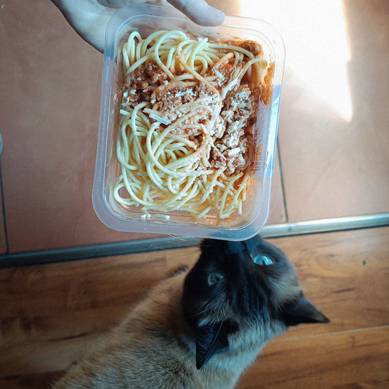 Кот интересуется моим питанием