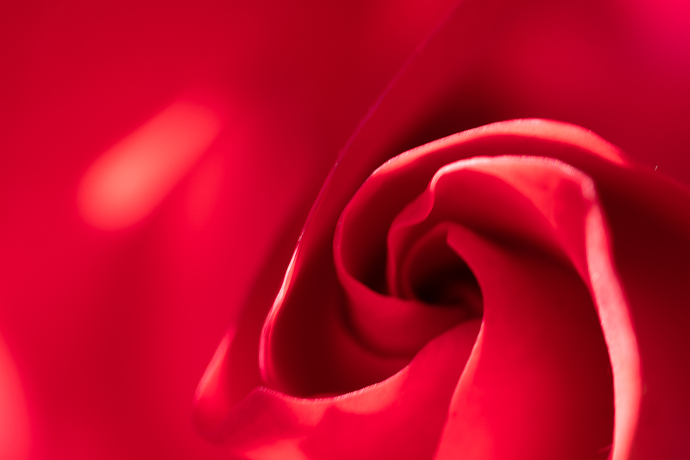 Пример отобранного фото, роза