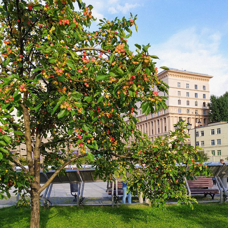В Москве мы любим гулять по Хитровской площади. Здесь растут очень красивые яблони, которые весной буйно цветут, а осенью усыпаны маленькими ароматными яблочками