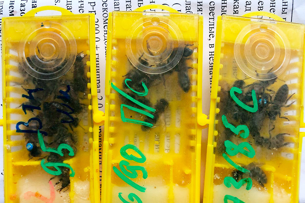 Пчелиные матки продаются в таких мини⁠-⁠клетках. Помимо матки, там свита из 6⁠—⁠8 пчел и корм
