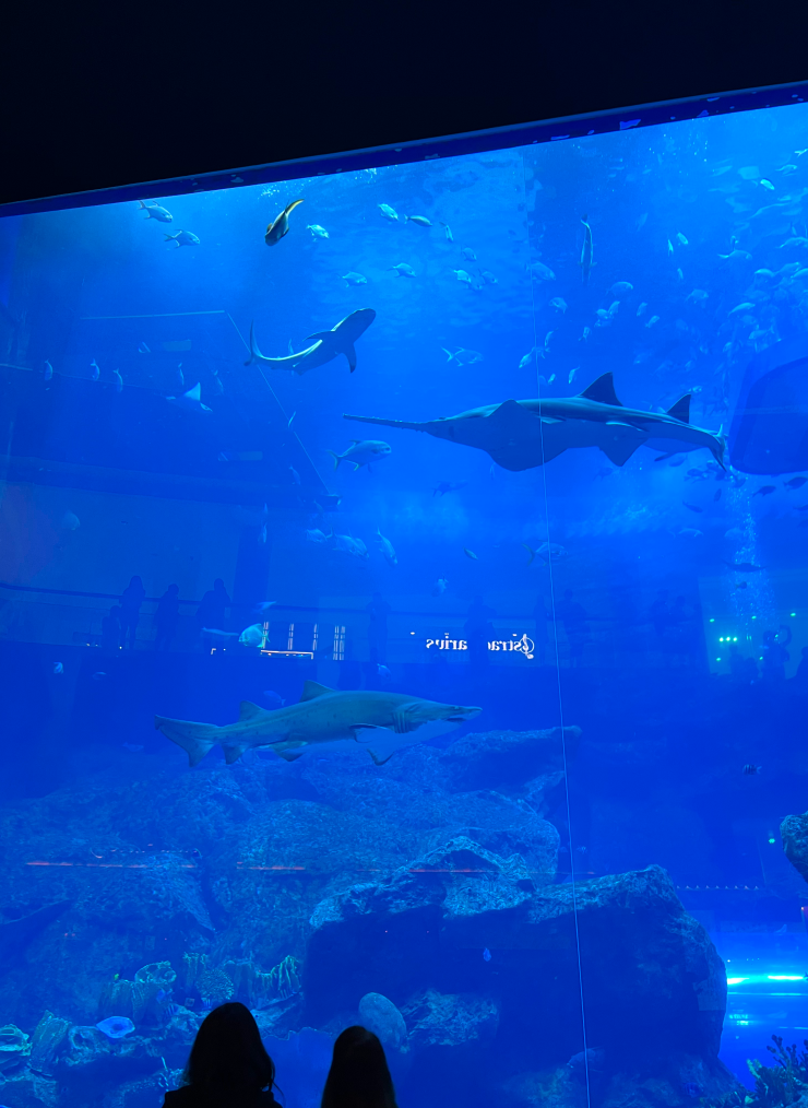 Внутри ТЦ Дубай Молл есть гигантский аквариум, где можно бесплатно понаблюдать за подводной жизнью