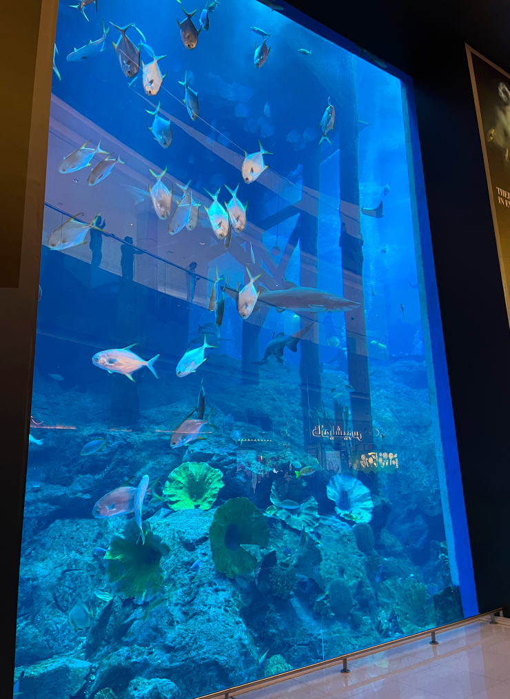 Внутри ТЦ Дубай Молл есть гигантский аквариум, где можно бесплатно понаблюдать за подводной жизнью