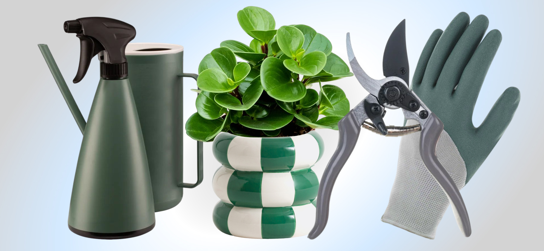 Набор оконного садовода: 4 расте­ния для новичков