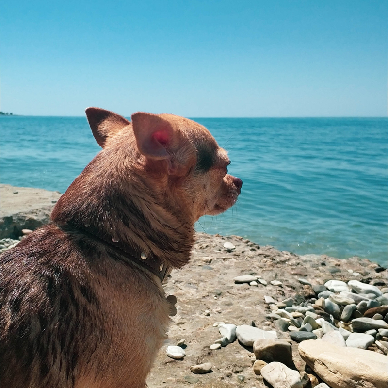 Сколько ни пытались заманить пса в воду, первым делом разворачивается и плывет на берег