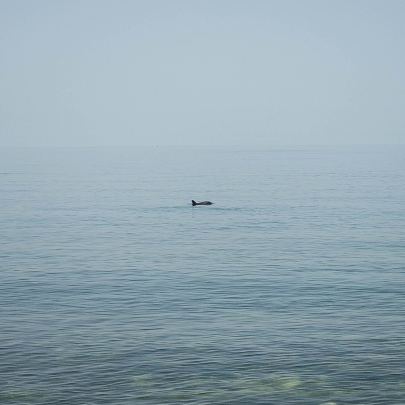 Утром к нам приплыли дельфины. Они подходили очень близко к берегу — буквально на расстояние 20 метров