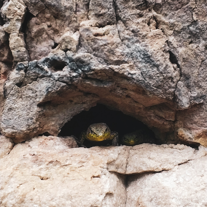 В пещере живет целая колония ящериц