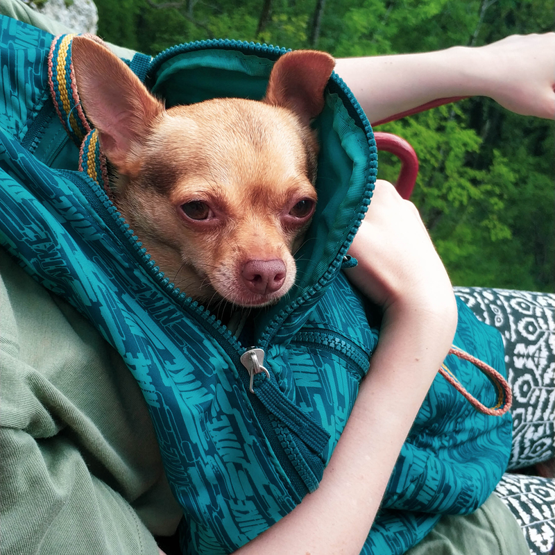 Пес устал после долгой прогулки и спокойно сидел в рюкзаке