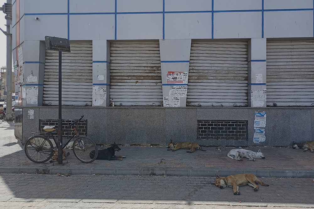 Собаки в Хургаде страдают от жары
