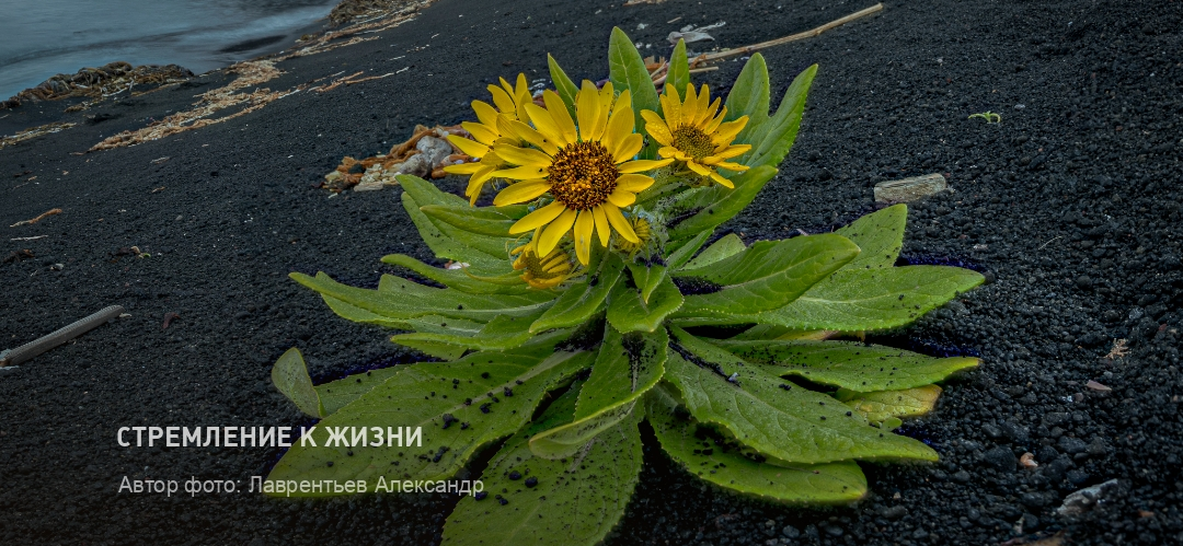 Не рекомендую: «Южный ветер» Дарьи Благовой