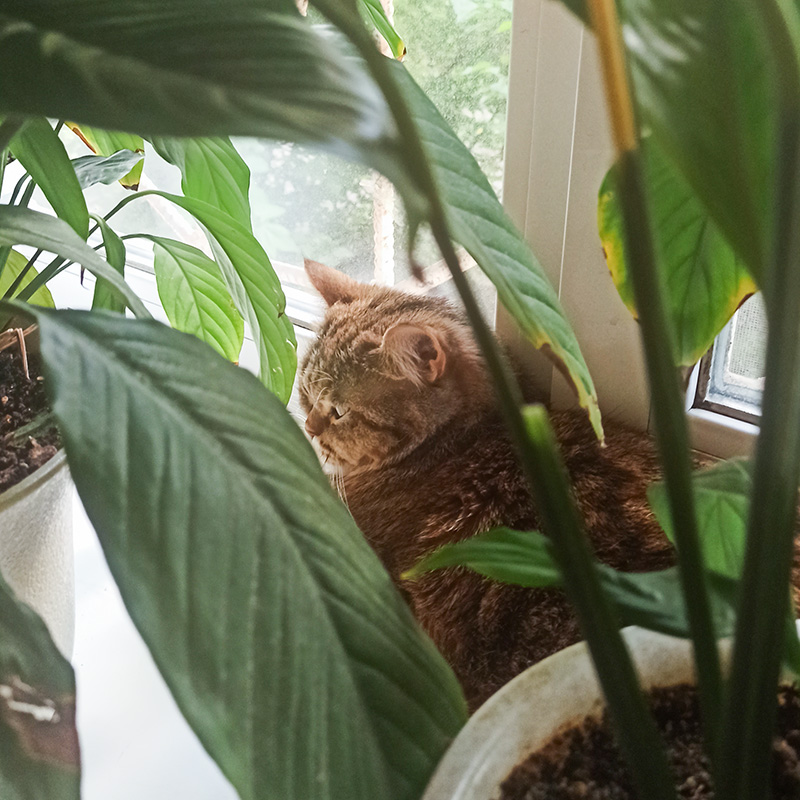 Пока я работаю, кошка расслабляется в джунглях