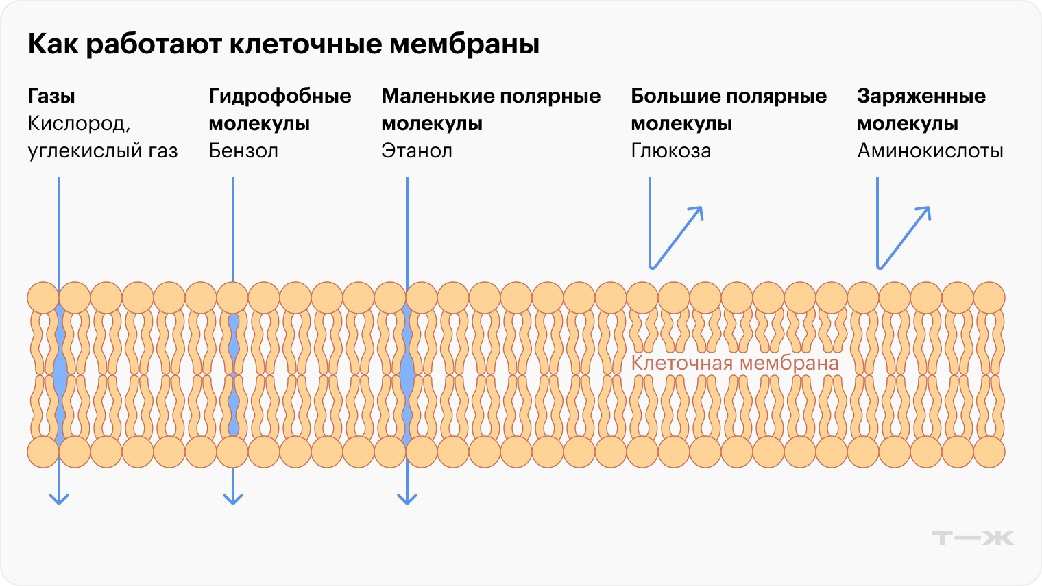 Мембраны не пускают внутрь клетки почти ничего из того, что может быть растворено в воде
