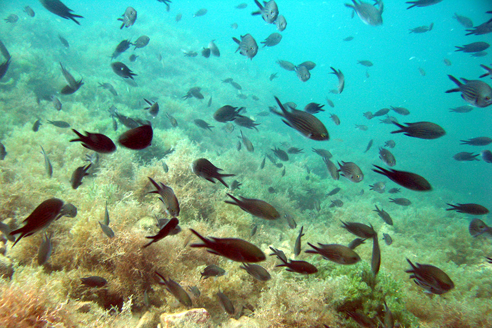 Любимицы многих дайверов на Черном море — рыбки-ласточки. Они интересно двигаются: работают хвостиком как ножницами. Мальки у них крохотные, ярко-синего цвета, но сфотографировать их не вышло