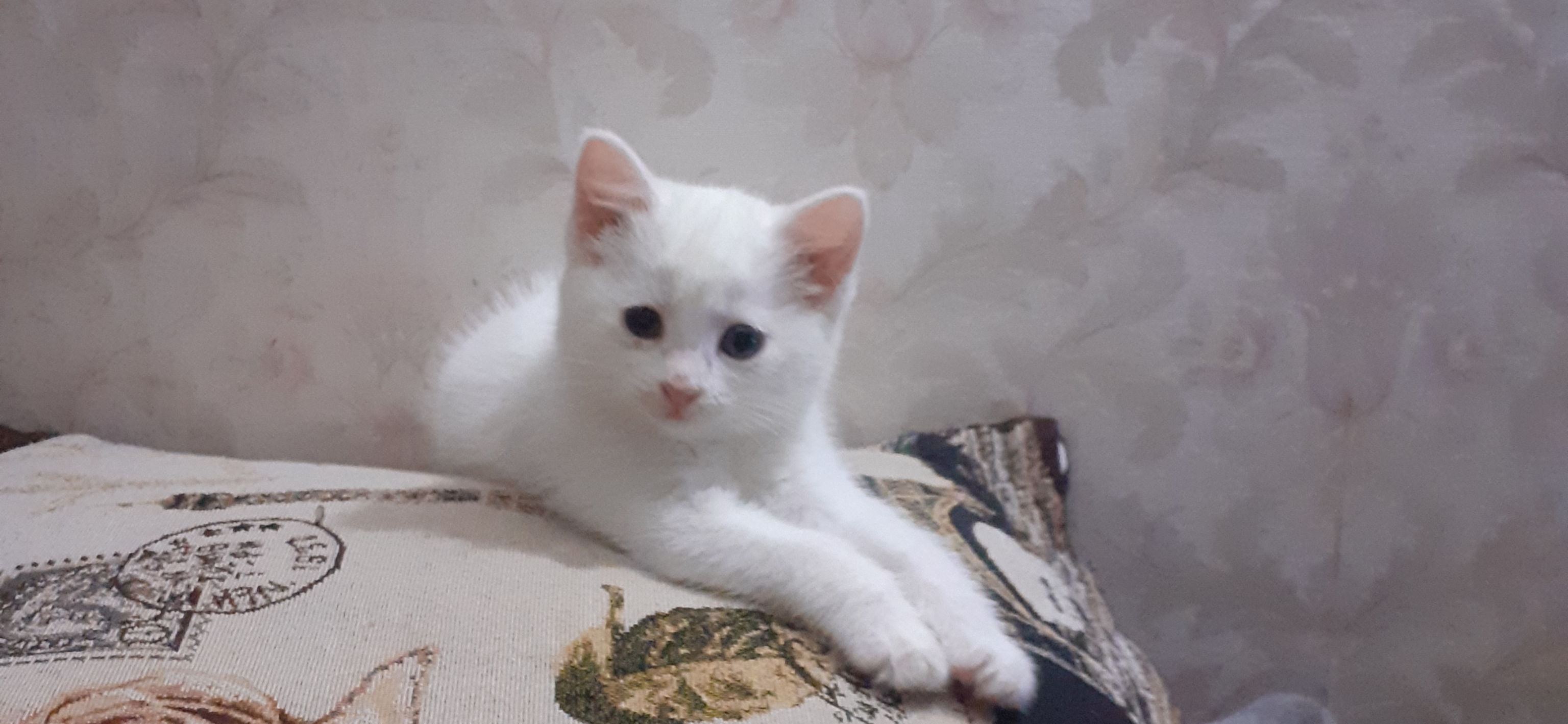 До и после: кошка Снежинка в 1,5 месяца и сейчас